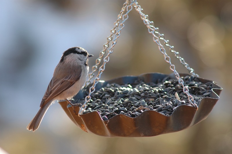 9_pixabay_bird-1839844.jpg