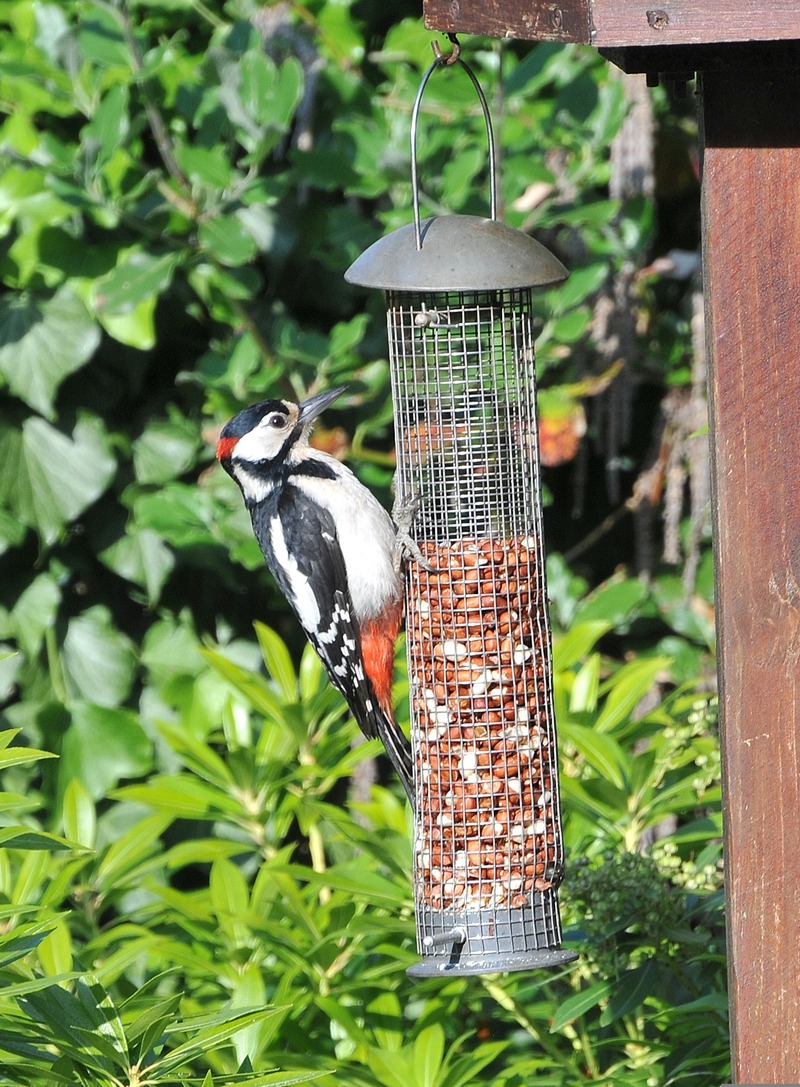 7_pixabay_woodpecker-4833436.jpg
