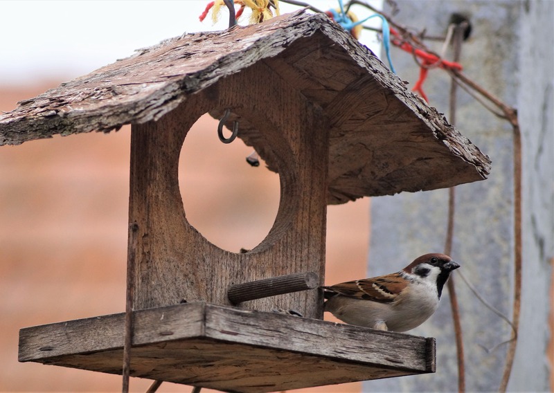 6_pixabay_bird-7692548.jpg