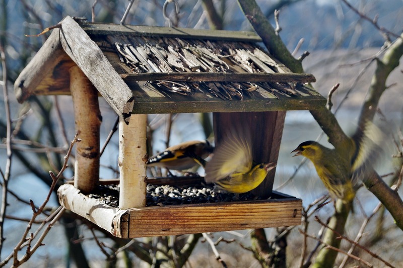 5_pixabay_birds-664232 (1).jpg