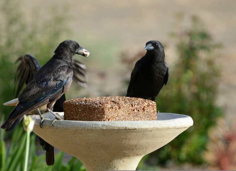 13_pixabay_crows-4734633.jpg