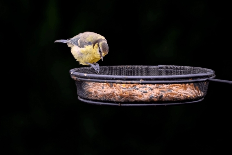 10_pixabay_bird-8122381.png