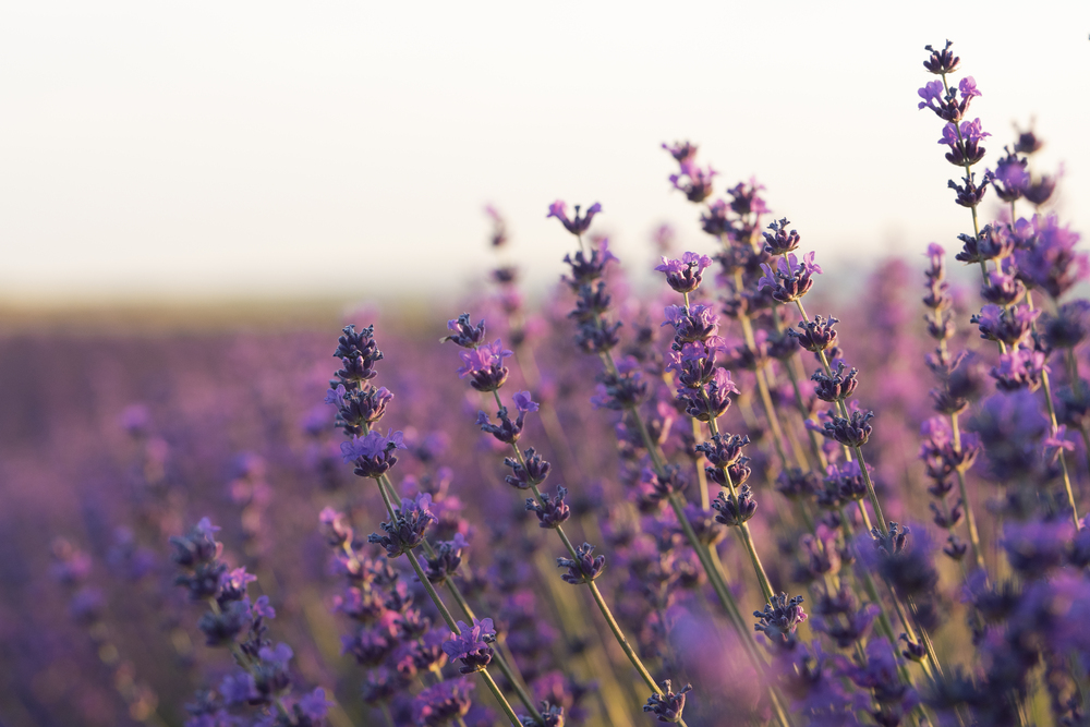 beautiful-blurry-lavender-plants (1).jpg