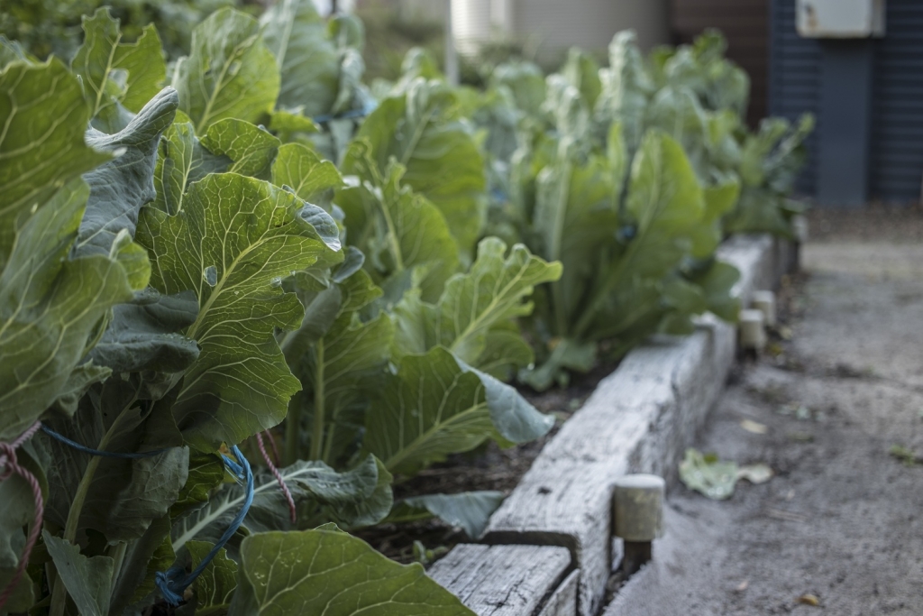 2_unsplash_garden-bed-7316843.jpg