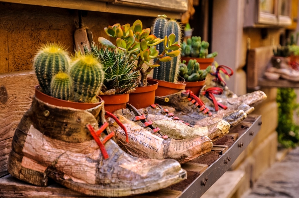 3_pixabay_cacti-4053846.jpg