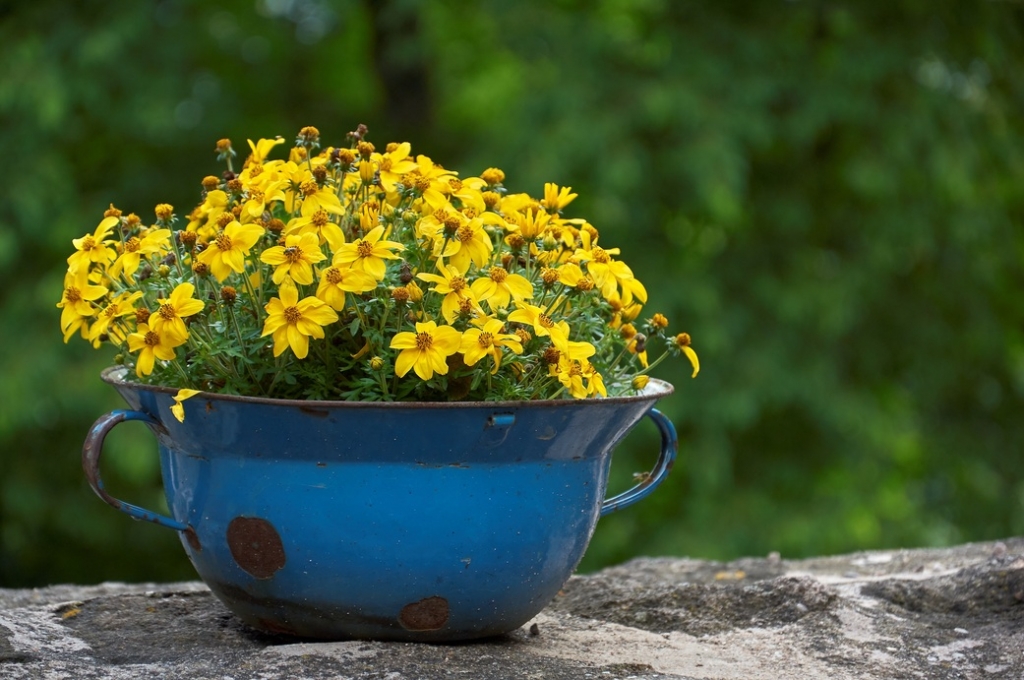 5_pixabay_flowers-6468633.jpg