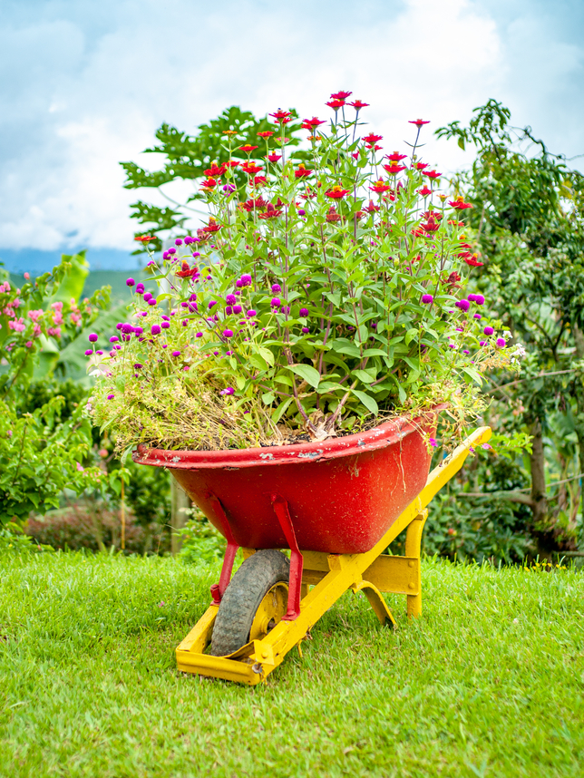 15_freepik_flowers-planted-wheelbarrow.jpg