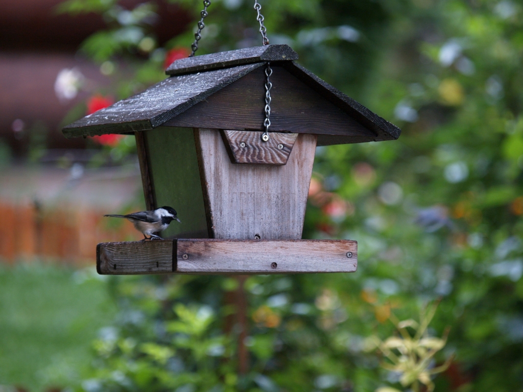 2_bird-feeder-3023346.jpg