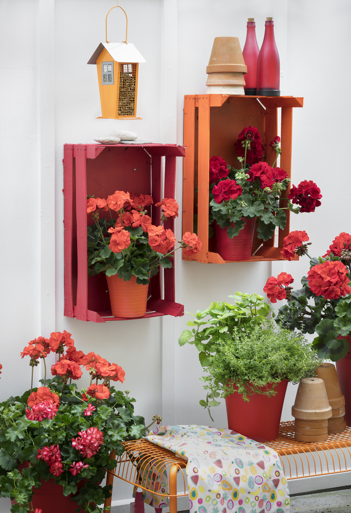 1_2018_Geraniums_Wall_Decoration_01.jpg
