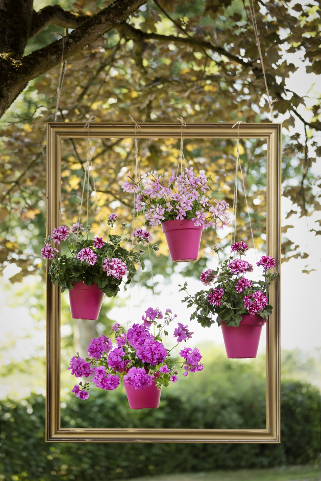 7_2019_Geraniums_900_DIYS_Suspension_Frame_002.jpg