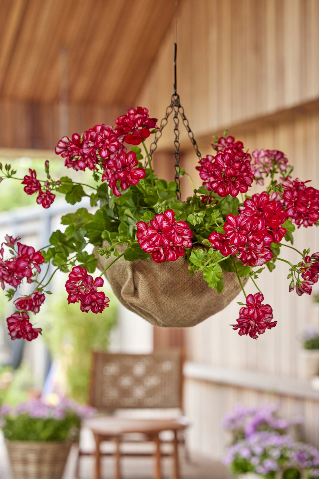 9_2025_Geraniums_1000_Eco_Chic_Living_20.jpg