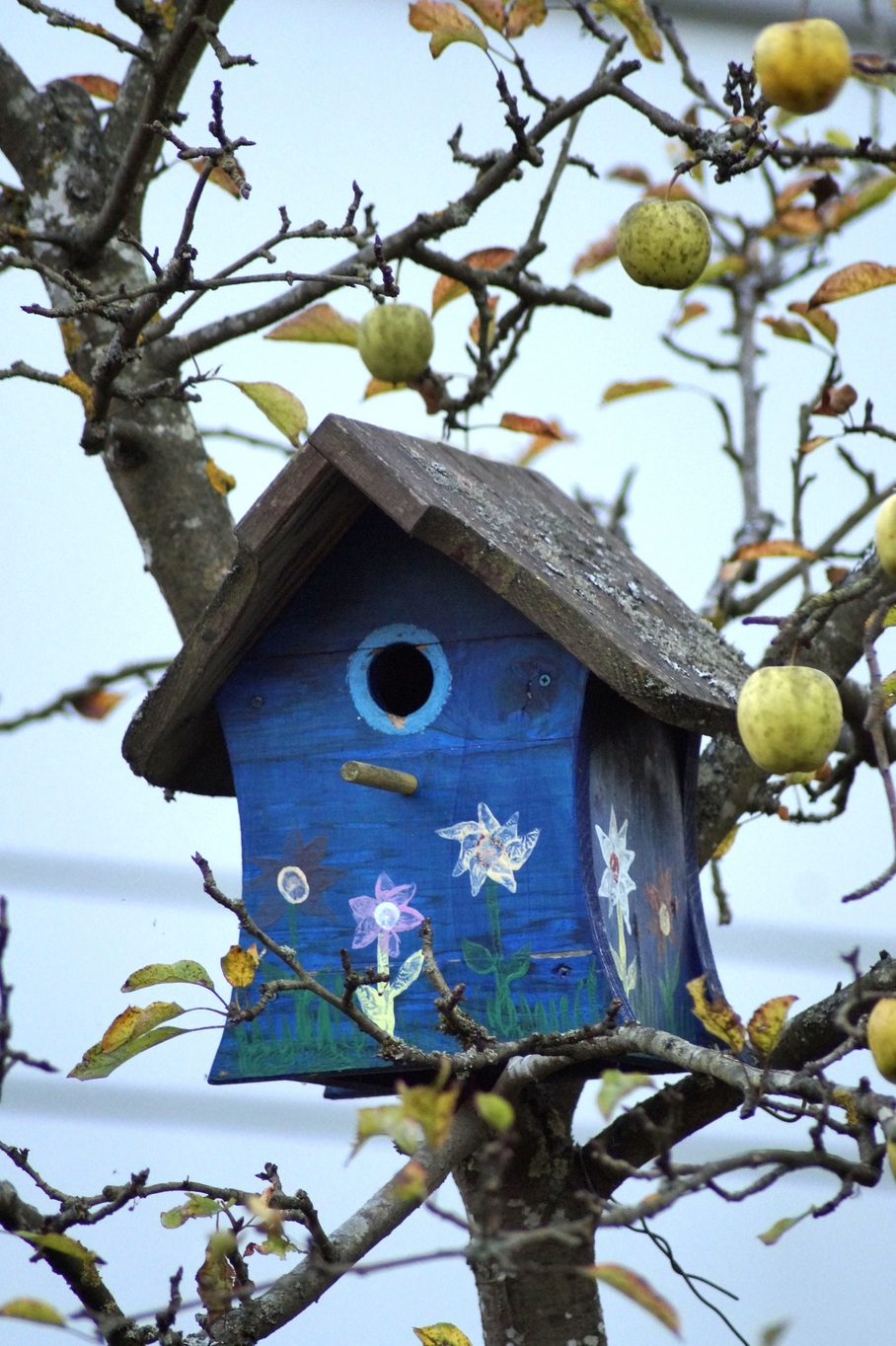 2_bird-feeder-3750286.jpg