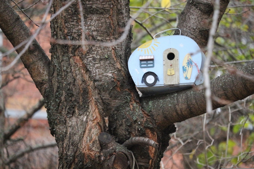 9_tree-5103648.jpg