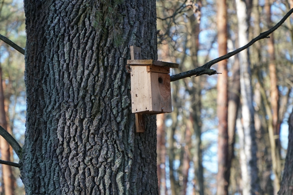 11_shed-4666108.jpg