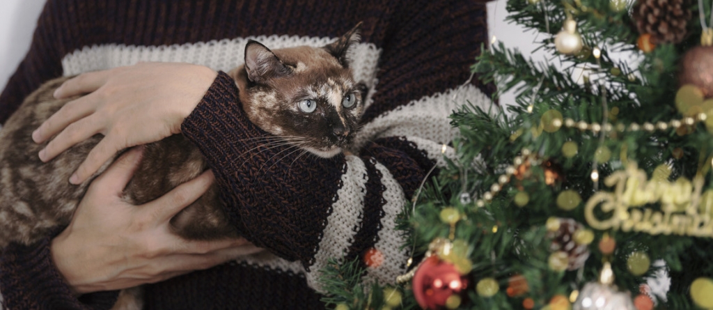 3 hasznos tipp a macskabiztos karácsonyfáért: így lehet biztonságban a cica és a fa is!