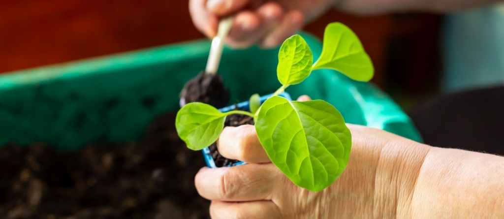 Ez az első éved hobbikertészként? Ezt a 10 bakit érdemes elkerülnöd, mutatjuk, hogyan!