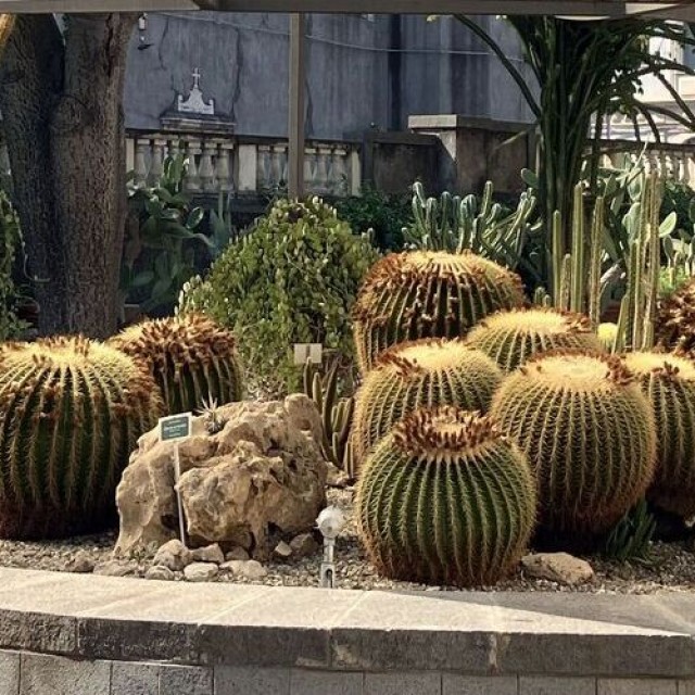 Őszi Országos Kaktuszkiállítás és Vásár a Füvészkertben: különleges, évtizedes példányokat láthatsz!