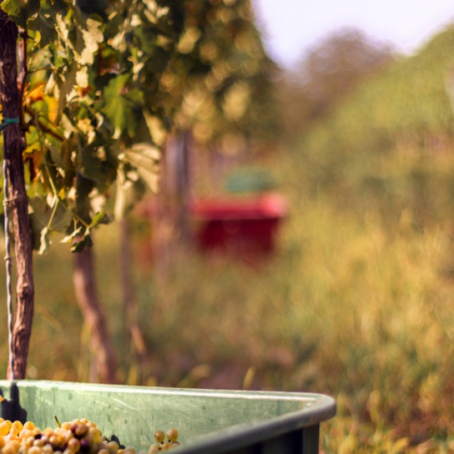 Borkóstoló, népzene, helyi ízek: szüreti programok és hagyományok 2025 őszén