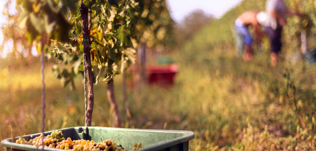 Borkóstoló, népzene, helyi ízek: szüreti programok és hagyományok 2025 őszén