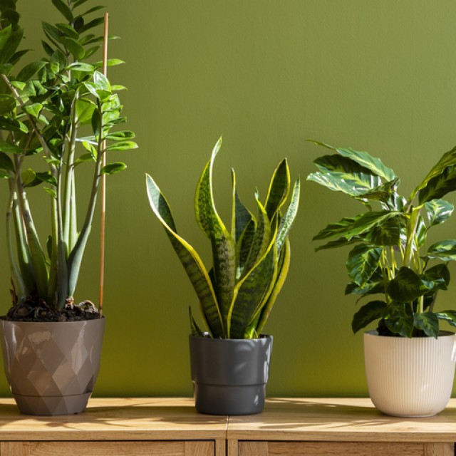 4 csodaszép szobanövény, ami a központi fűtés ellenére is jól bírja télen