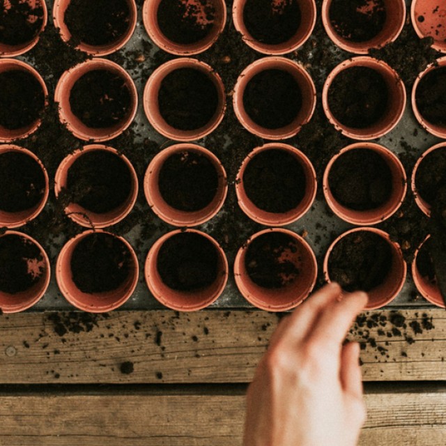 4 növény, amit soha ne ültess agyagcserépbe: elmondjuk, miért!