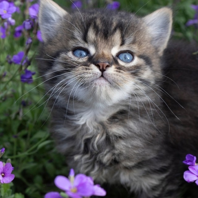 Így tarthatod távol a cicádat a virágágyástól: módszerek, amik segítenek megvédeni a virágaidat