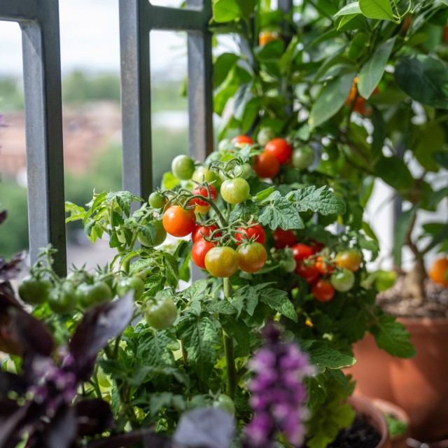 Beindult a nagy tavaszi vetőmagvásárlás: mutatjuk, hogyan kertészkednek a magyarok!